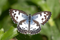 Castalius rosimon-5067
