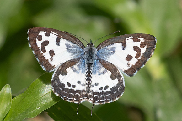 Castalius rosimon-5067