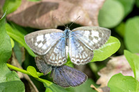 Castalius rosimon-4866