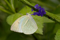 Catopsylia pyranthe
