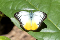 Cepora iudith-2905