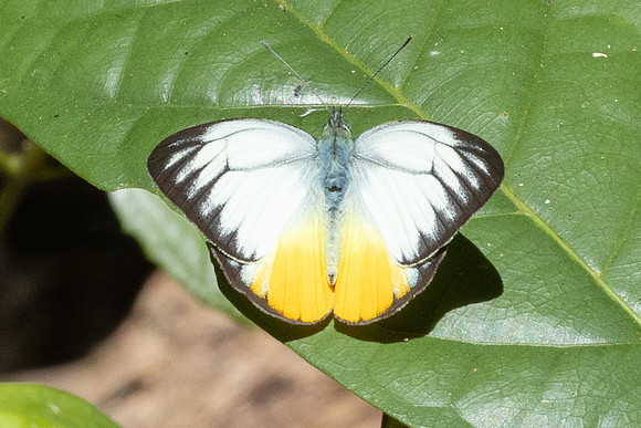 Cepora iudith-2905