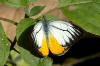 Cepora iudith-3790
