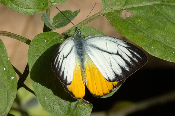 Cepora iudith-3790