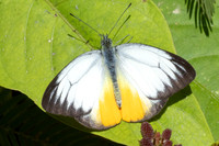 Cepora iudith-2997