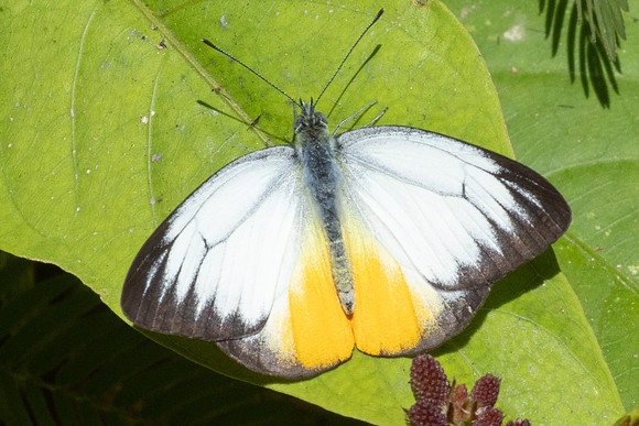 Cepora iudith-2997