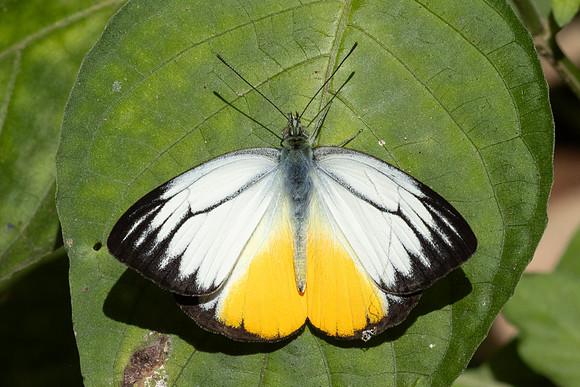 Cepora iudith-3797