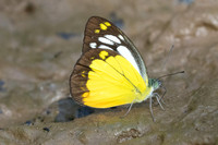 Cepora iudith-3416