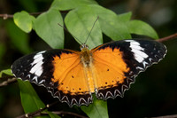 Cethosia cyane-6068