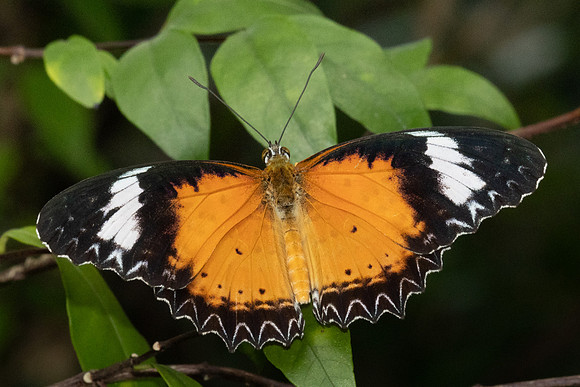 Cethosia cyane-6068