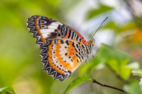 Cethosia cyane-6077 - Bangkok - 13/12/25