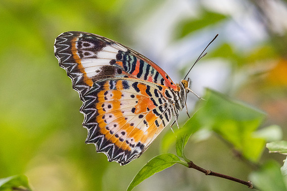Cethosia cyane-6077 - Bangkok - 13/12/25