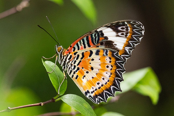 Cethosia cyane-6080 - Bangkok - 13/12/25