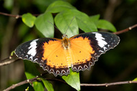 Cethosia cyane-6070