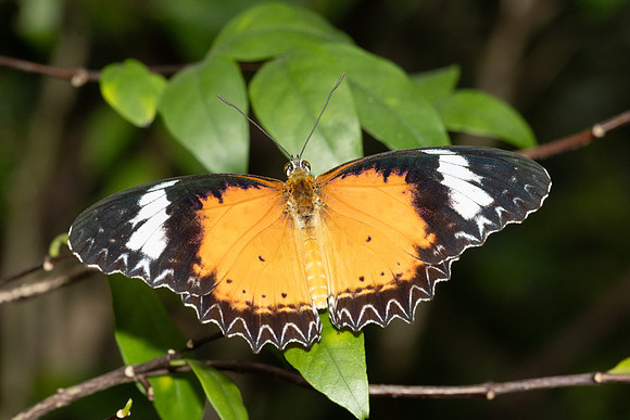 Cethosia cyane-6070