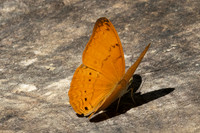 Cirrochroa tiche-2990