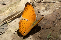 Cirrochroa tiche-2957