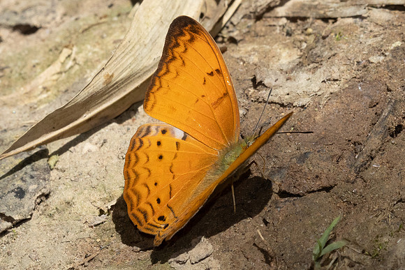 Cirrochroa tiche-2957