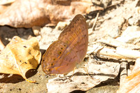Cirrochroa tiche-2973