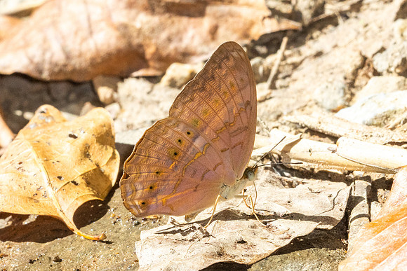 Cirrochroa tiche-2973
