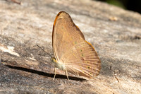 Cirrochroa tiche-2982