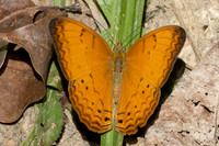 Cirrochroa tyche-3017