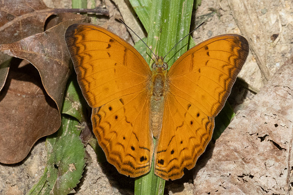 Cirrochroa tyche-3017