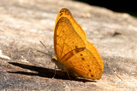 Cirrochroa tiche-2987