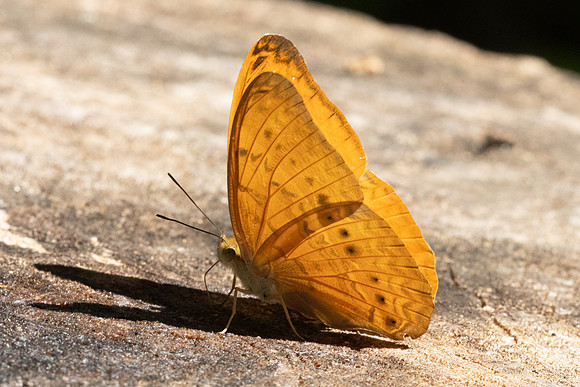 Cirrochroa tiche-2987
