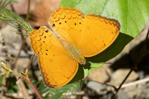 Cirrochroa tyche-3028