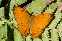 Cirrochroa tyche-3051