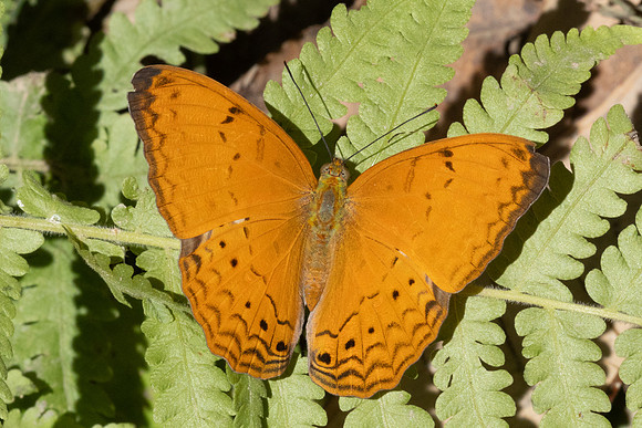 Cirrochroa tyche-3051