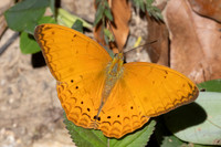 Cirrochroa tyche-3063
