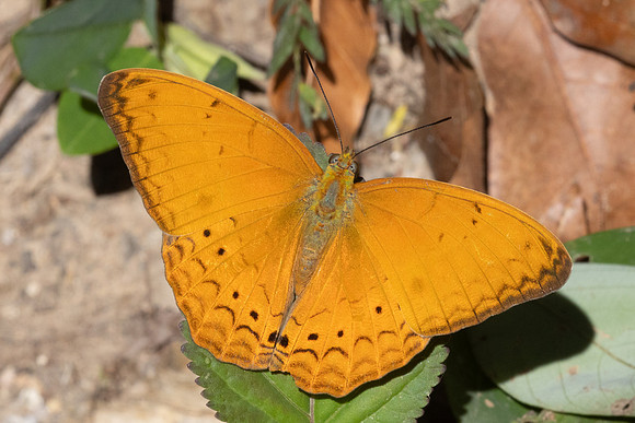Cirrochroa tyche-3063