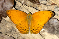 Cirrochroa tyche-3056