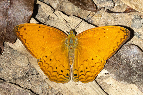Cirrochroa tyche-3056