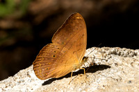 Cirrochroa tyche-3319