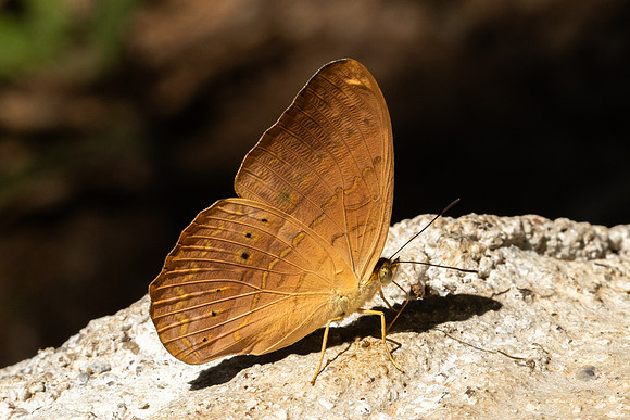 Cirrochroa tyche-3319