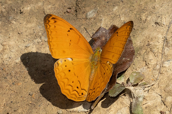 Cirrochroa tyche-3835