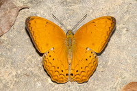 Cirrochroa tyche-3042