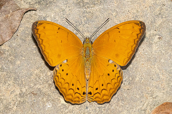 Cirrochroa tyche-3042