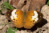 Cupha erymanthis-4085