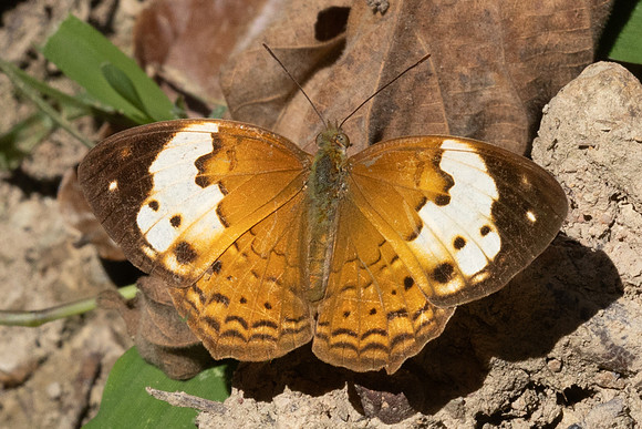 Cupha erymanthis-4085