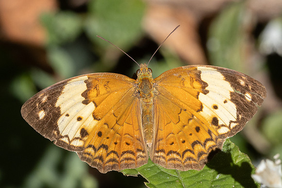 Cupha erymanthis-2389
