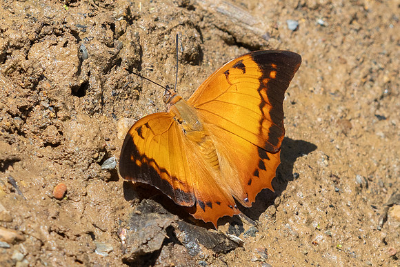 Charaxes aristogiton-1761