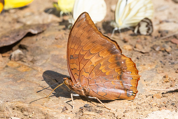 Charaxes bernardus-3825 - Kaeng Krachan - 4/12/25