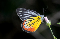 Delias hyparete-4499 - Hua Hin - 5/12/25