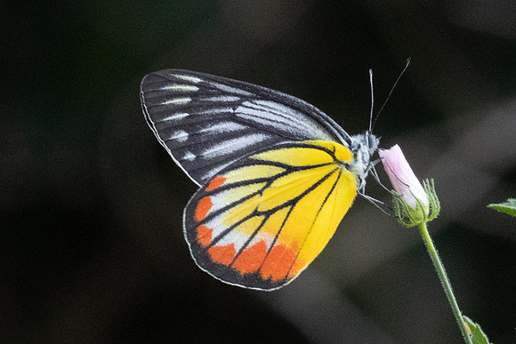 Delias hyparete-4499 - Hua Hin - 5/12/25