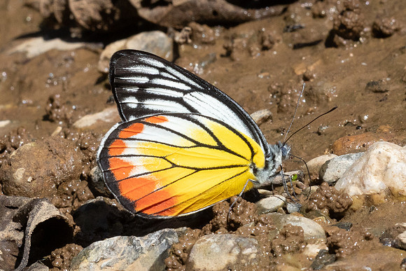 Delias hyperate-1825 - Chiang Dao - 26/11/25