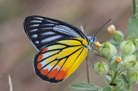 Delias hyparete-4509 - Hua Hin - 5/12/25